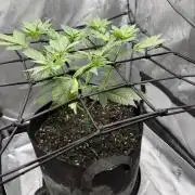 Indoor Spring 2026