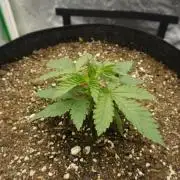 Purple Punch F1 Fast Scrog