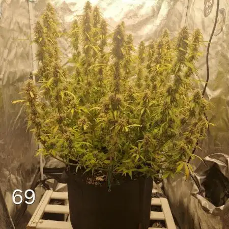 Dutch Passion - Blue Auto Mazar