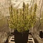 Dutch Passion - Blue Auto Mazar