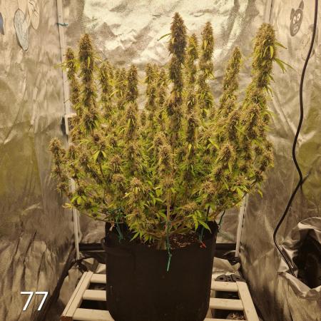 Dutch Passion - Blue Auto Mazar