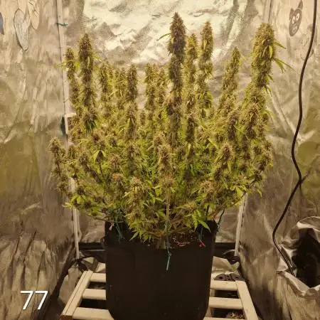 Dutch Passion - Blue Auto Mazar