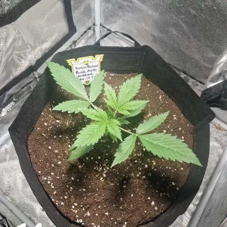 Dutch Passion - Blue Auto Mazar