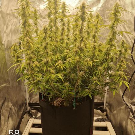 Dutch Passion - Blue Auto Mazar