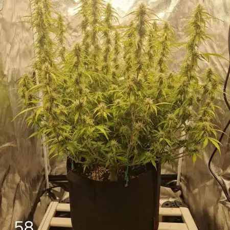 Dutch Passion - Blue Auto Mazar