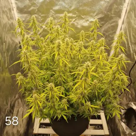 Dutch Passion - Blue Auto Mazar