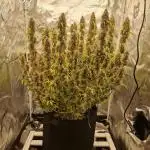 Dutch Passion - Blue Auto Mazar