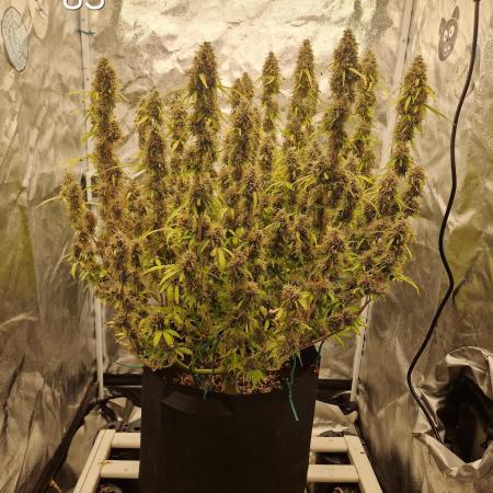 Dutch Passion - Blue Auto Mazar