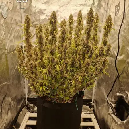 Dutch Passion - Blue Auto Mazar
