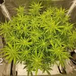 Dutch Passion - Blue Auto Mazar