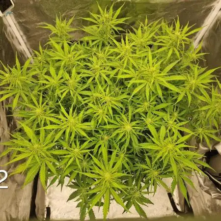 Dutch Passion - Blue Auto Mazar
