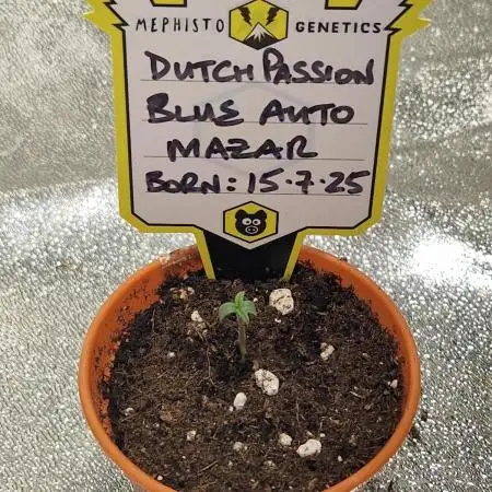 Dutch Passion - Blue Auto Mazar