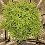 Dutch Passion - Blue Auto Mazar
