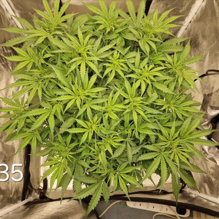 Dutch Passion - Blue Auto Mazar