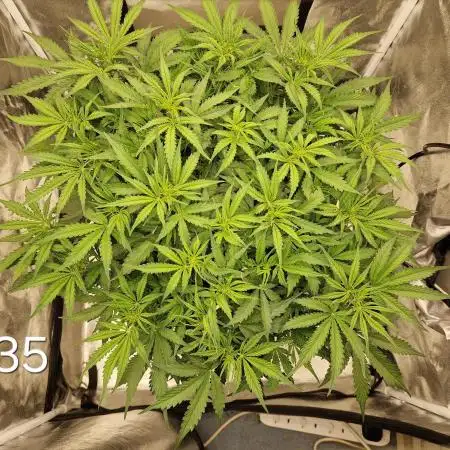 Dutch Passion - Blue Auto Mazar