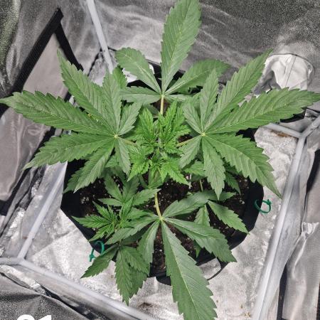 Dutch Passion - Blue Auto Mazar