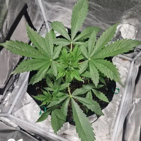 Dutch Passion - Blue Auto Mazar