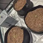 1st Indoor Grow