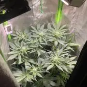 Chocolate Rainbow XXL