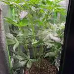 Chocolate Rainbow XXL