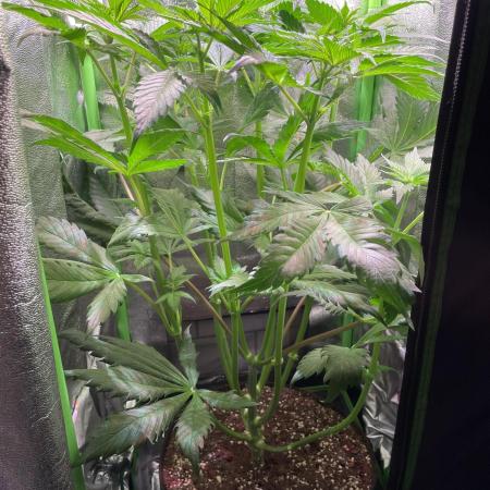 Chocolate Rainbow XXL