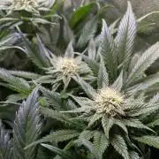 Chocolate Rainbow XXL