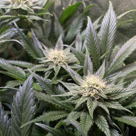 Chocolate Rainbow XXL