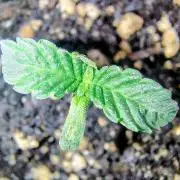 NY CHEESECAKE X CHERRY CHEESECAKE