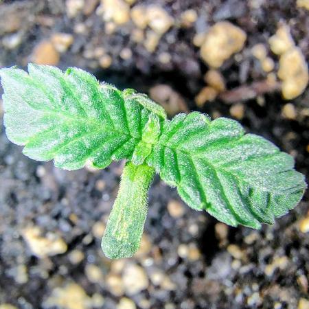 NY CHEESECAKE X CHERRY CHEESECAKE