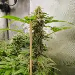 GORILLA GAS F1 FAST SEEDSMAN