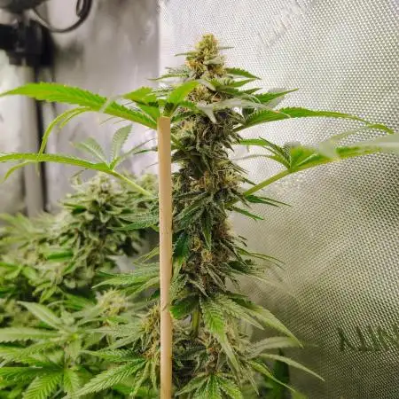 GORILLA GAS F1 FAST SEEDSMAN