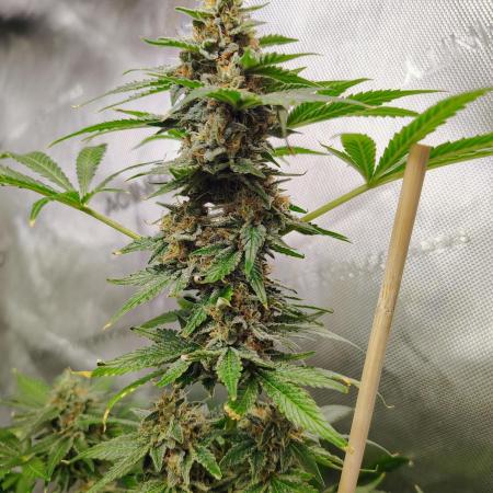 GORILLA GAS F1 FAST SEEDSMAN