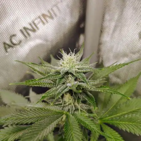 GORILLA GAS F1 FAST SEEDSMAN