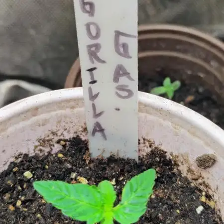 GORILLA GAS F1 FAST SEEDSMAN