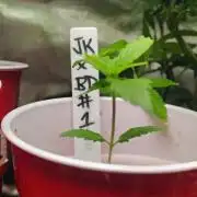 Jedi Kandi X Blue Dream