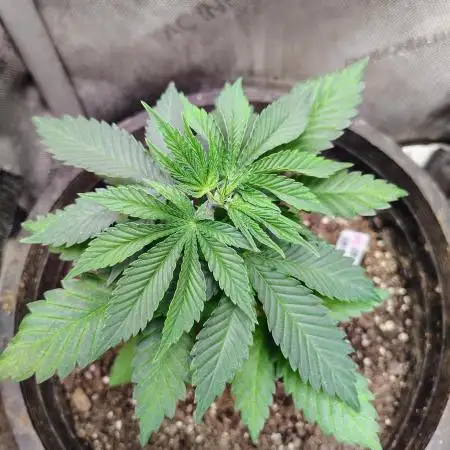 GORILLA GAS F1 FAST SEEDSMAN