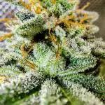 GORILLA GAS F1 FAST SEEDSMAN