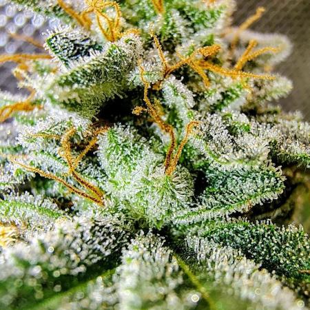 GORILLA GAS F1 FAST SEEDSMAN