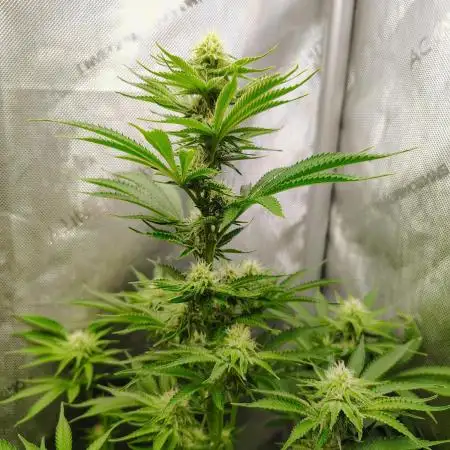 GORILLA GAS F1 FAST SEEDSMAN