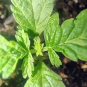 NY CHEESECAKE X CHERRY CHEESECAKE