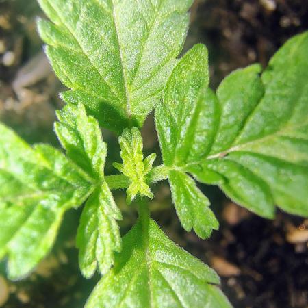 NY CHEESECAKE X CHERRY CHEESECAKE