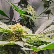 No Training Wheels by TerpFi3nd