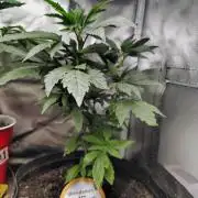 APPLENAUT (Dirty Sanchez X Wedding Cake)