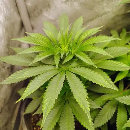 GORILLA GAS F1 FAST SEEDSMAN