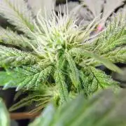 No Training Wheels by TerpFi3nd