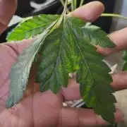 APPLENAUT (Dirty Sanchez X Wedding Cake)