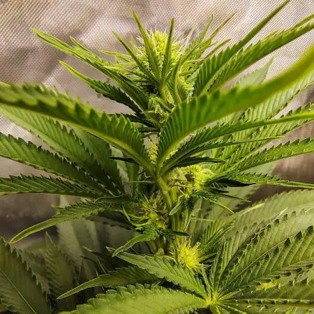 GORILLA GAS F1 FAST SEEDSMAN