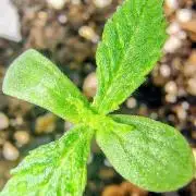 Trop Cookies X Melonade