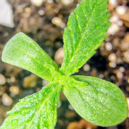 Trop Cookies X Melonade