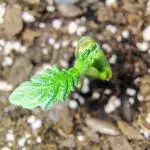 APPLENAUT (Dirty Sanchez X Wedding Cake)